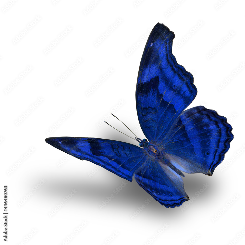 Φωτογραφία The beautiful flying metal blue butterfly on white background with soft shadow