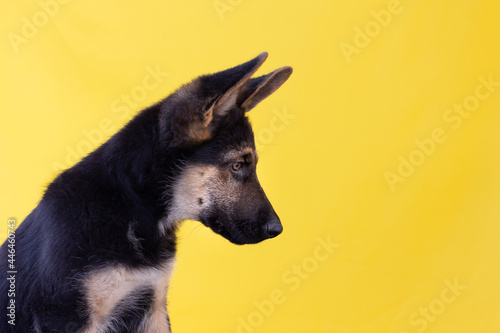 German shepherd puppy look down isolated on yellow background