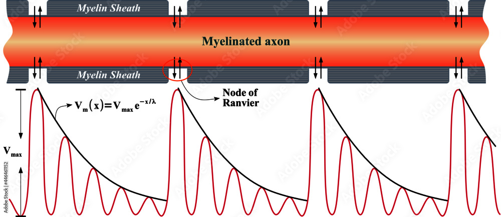 Foto Saltatory conduction: way an electrical impulse skips from node to node down the
