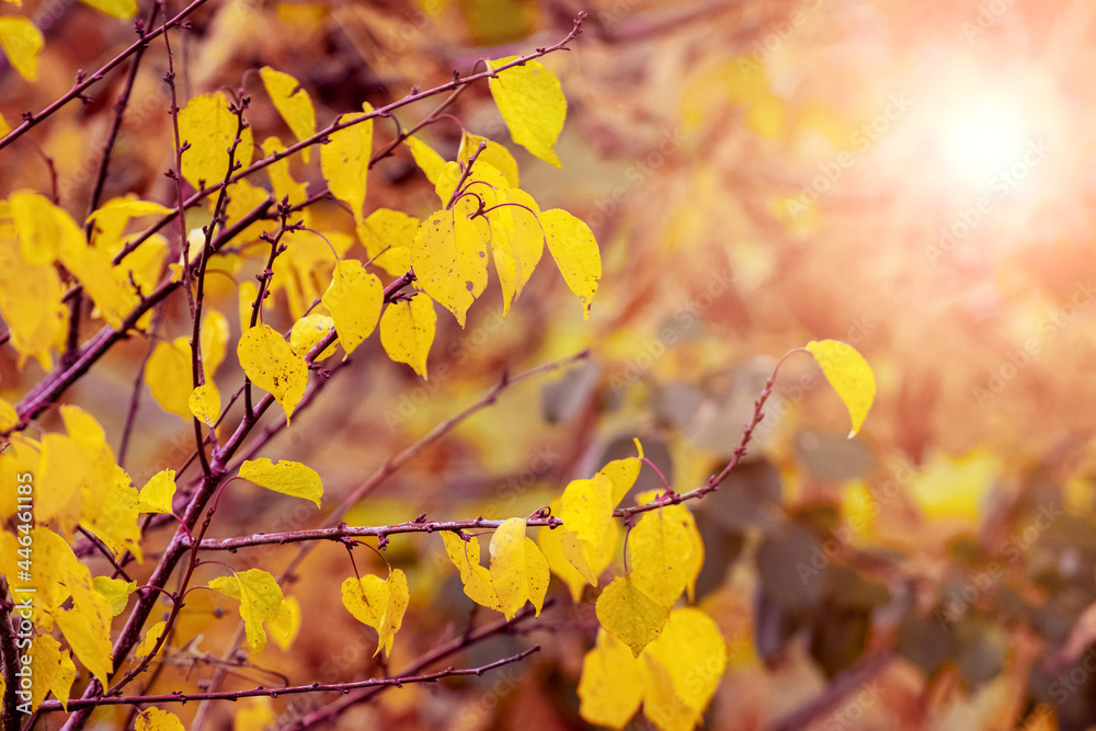 Tree branch with yellow autumn leaves on a blurred background against the light Tree branch with yellow autumn leaves on a blurred background against the light
