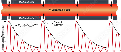 Saltatory conduction: way an electrical impulse skips from node to node down the full length of an axon photo