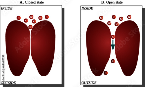 States of voltage dependent potassium channel in a squid giant axon