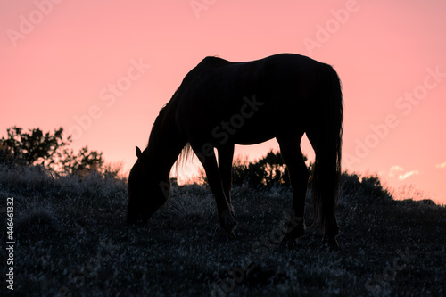Wild Horse Silhouetted in a Utah Desert Sunset