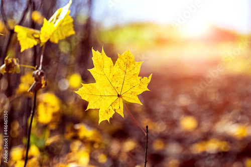 Yellow maple leaf on a branch in the woods on a meadow in sunny weather