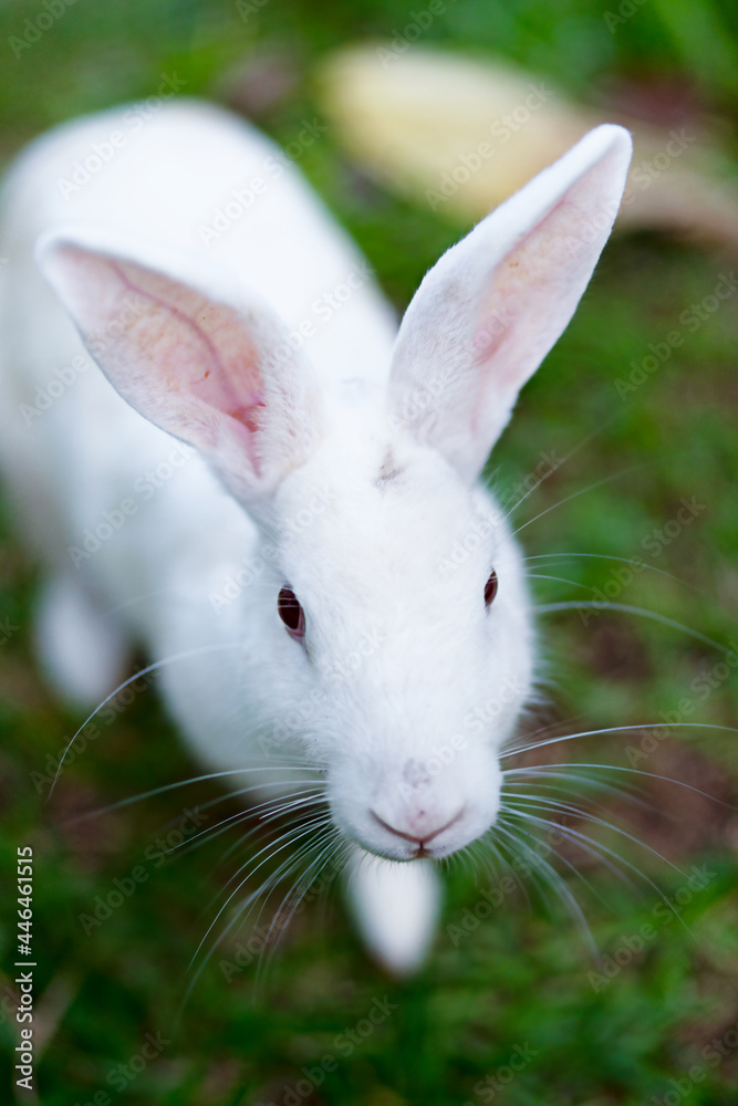Fotografie A cute white rabbit on a green grass