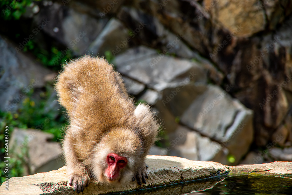 Naklejka premium 地獄谷野猿公苑のサル