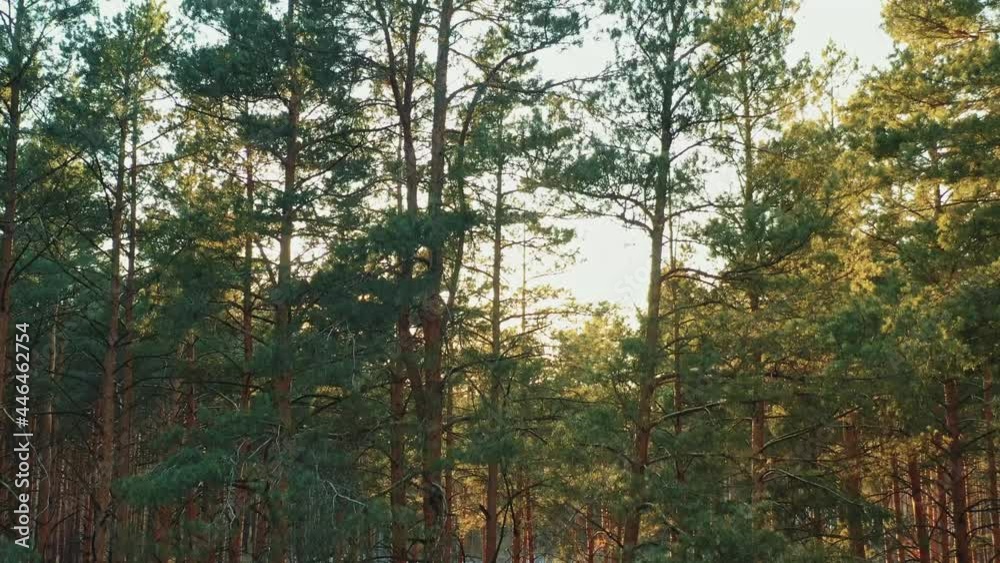 Aerial View Of Green Forest Landscape. Top View In Autumn Evening. Natural Backdrop Background Of Coniferous Forest. Drone View. Bird's Eye View. sun, sunlight, sunset, sunrise, sunny, Close Up Pine Aerial View Of Green Forest Landscape. Top View In Autumn Evening. Natural Backdrop Background Of Coniferous Forest. Drone View. Bird's Eye View. sun, sunlight, sunset, sunrise, sunny, Close Up Pine