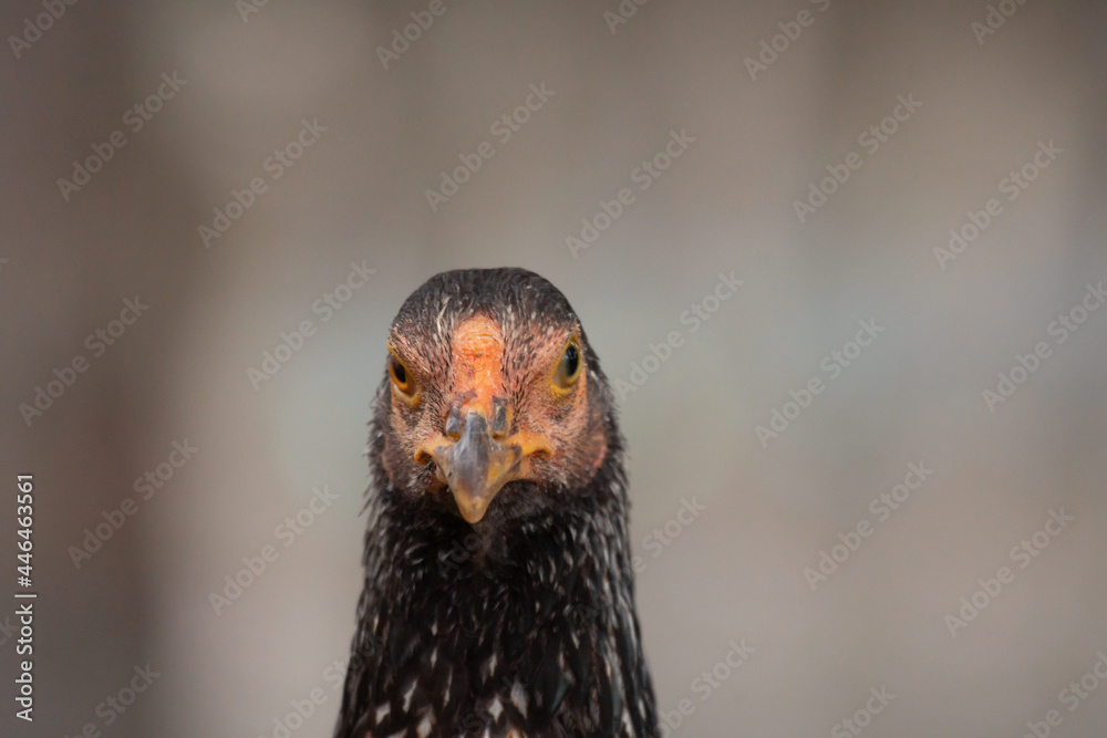 Fototapeta premium The hen was staring forward