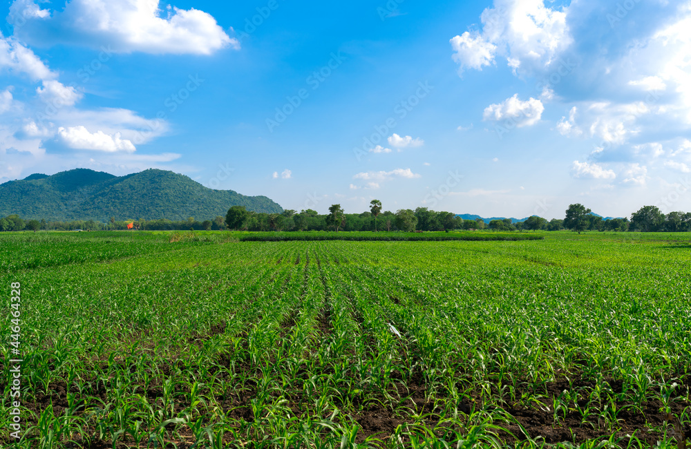 landscape of growing young green corn filed farm with clear cloudy blue sky, nature plantation 