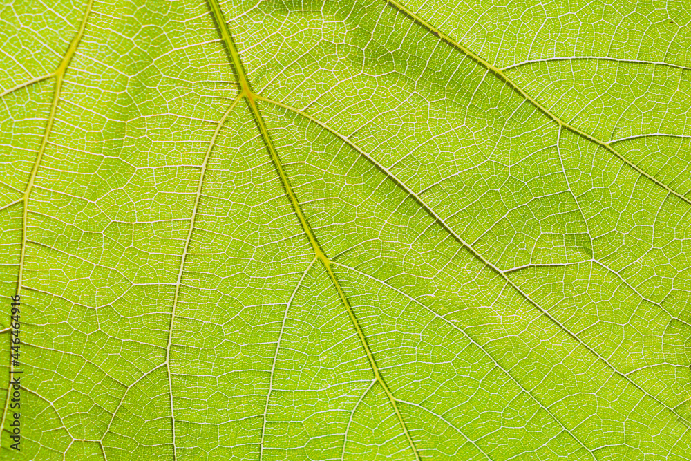 © Lyubov - defocusing the blurred background texture of a green grape leaf in close-up. Abstract natural light natural background, macro photography
