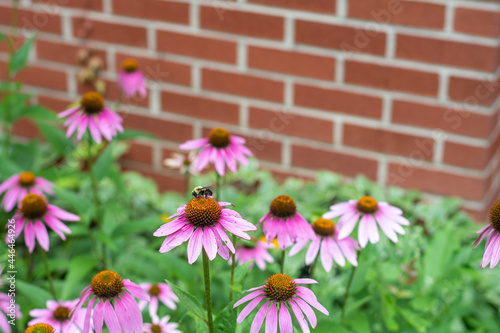 Bumble Bee pollinating a purple cone flower in a garden in front of a brick wall