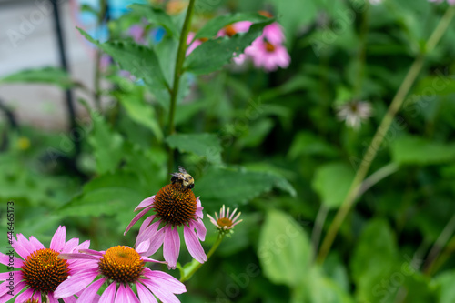 Bumble Bee pollinating a purple cone flower in a garden