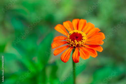 Orange zinnia or major flower on green background with copy space. Growing and breeding of garden plants, landscape design of the site photo