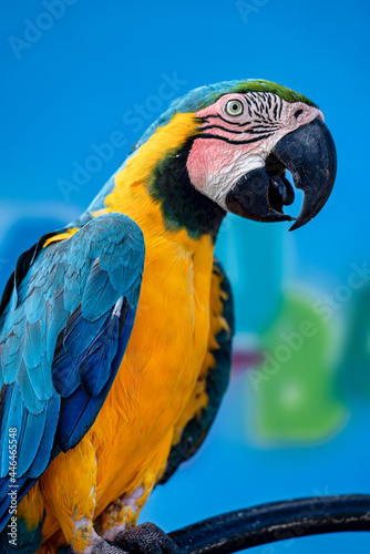 A colorful macaw bird perched on top of a branch