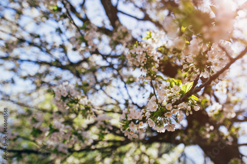 Dense white inflorescences on cherry branches in early spring - flowering time