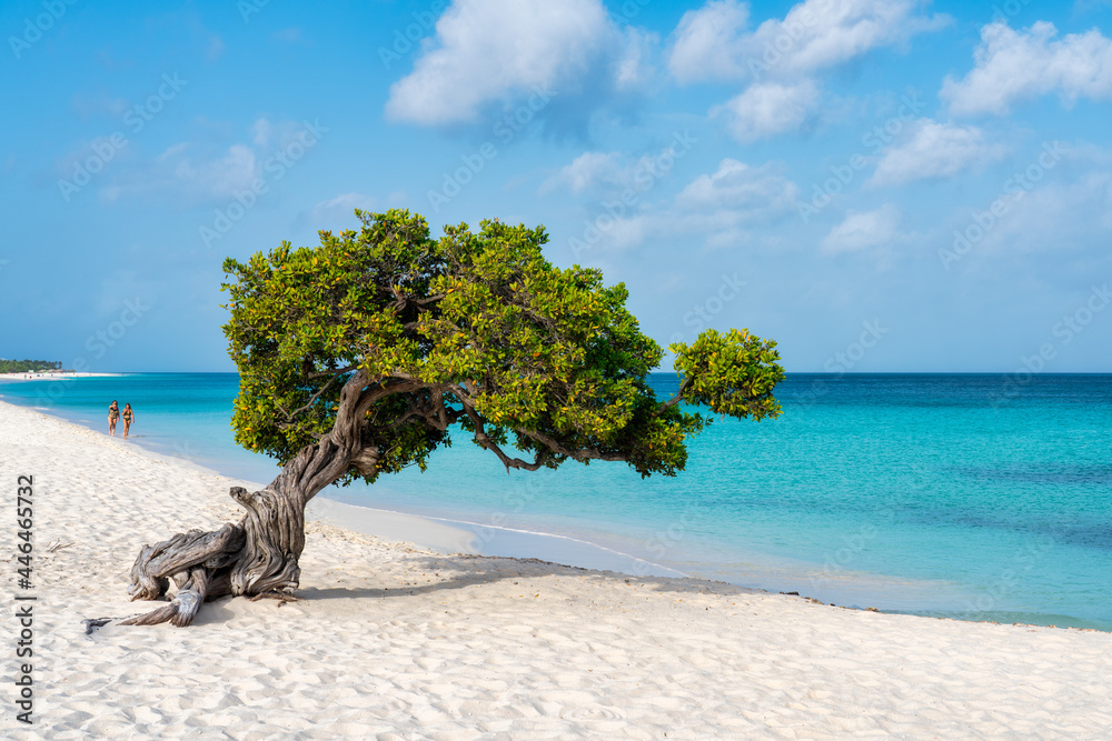 Ταπετσαρία A Fofoti tree overlooking the Caribbean in Aruba