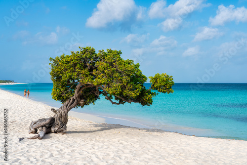 A Fofoti tree overlooking the Caribbean in Aruba