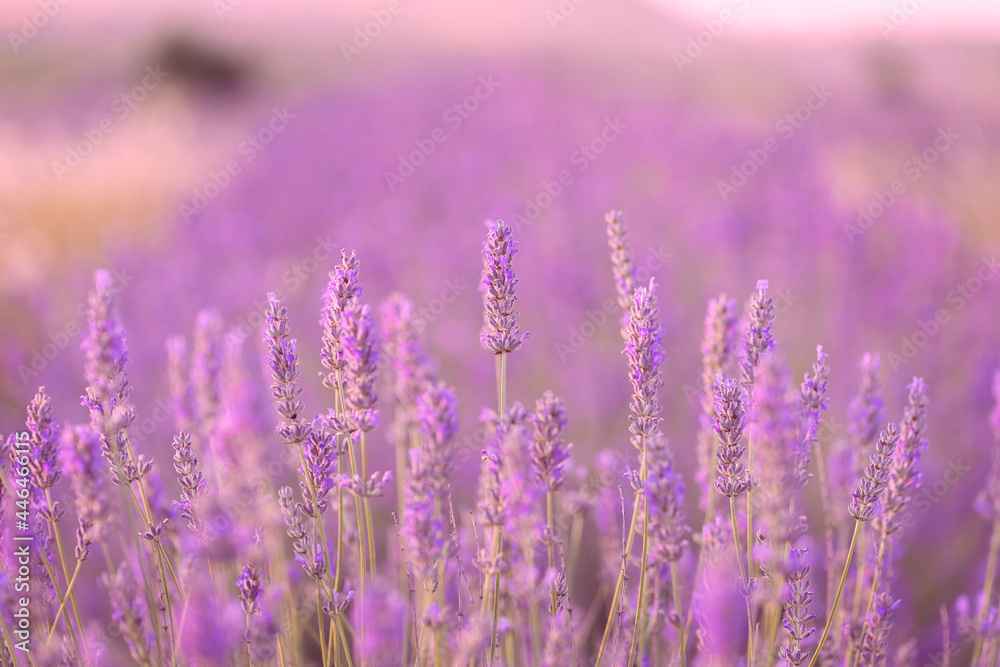 Fototapeta premium Lavender flowers in a lavender field. (Isparta Kuyucak lavanta köyü). Kuyucak Isparta lavender village. Turkey. 