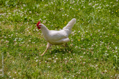 Close-up of a white chicken running across a pasture