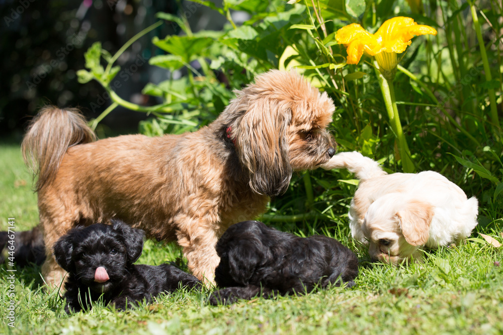 Φωτογραφία Bolonka Zwetna mam with her 6 weeks old puppies