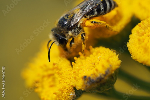 Bee close-up. A bee collects pollen from a yellow flower.