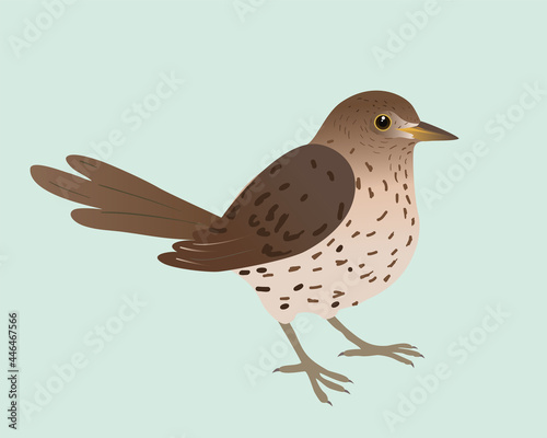 
An illustration of a song thrush. The background is pale green. The bird is cut out.