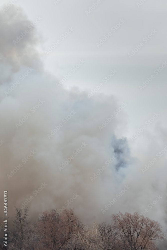 Swirling smoke from a fire in a forest. Bare trees in the smoke of a fire.
