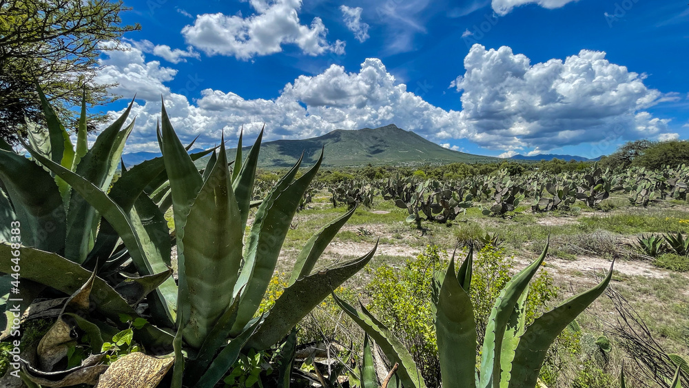 Agaven und Kakteen (Nopal) Agaven und Kakteen (Nopal)
