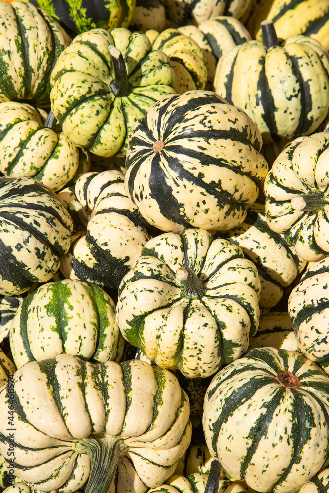 Colorful pumpkins Colorful pumpkins