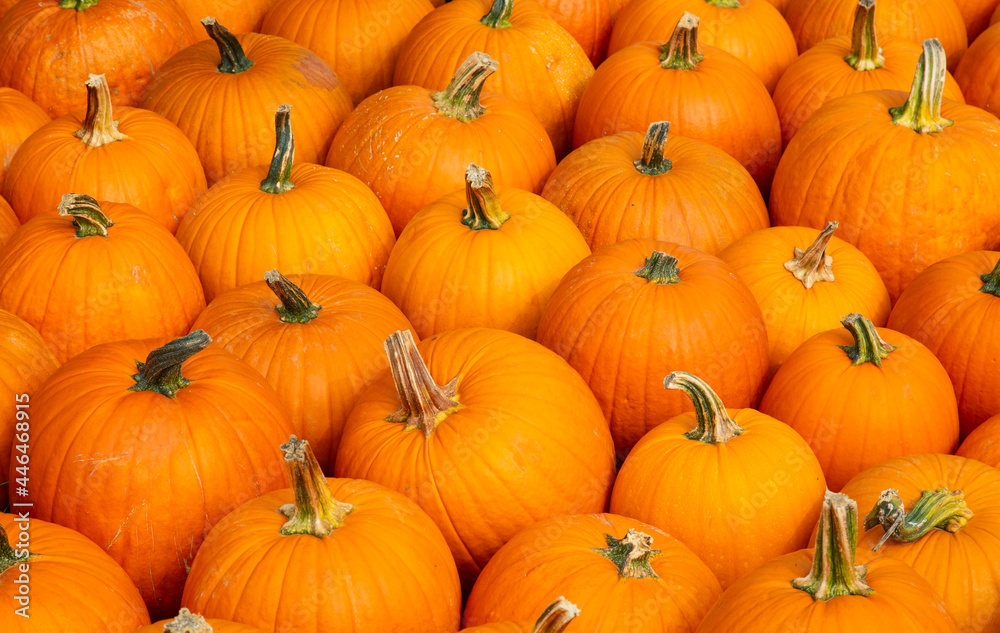 Colorful pumpkins