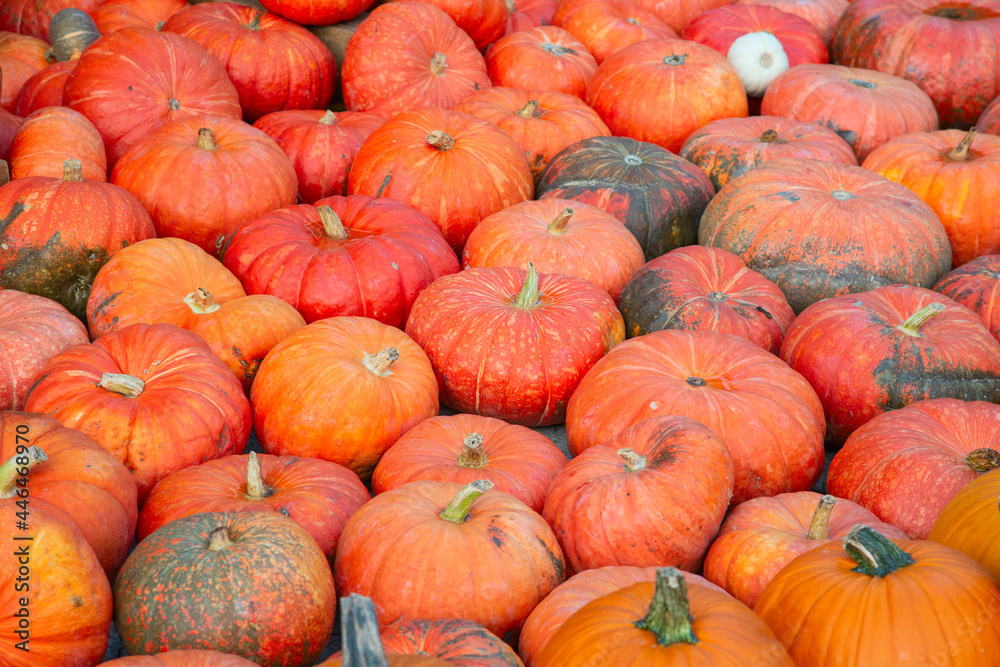 Colorful pumpkins Colorful pumpkins