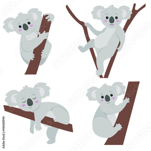 coala flat illustration
