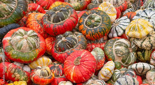 Colorful pumpkins © swisshippo