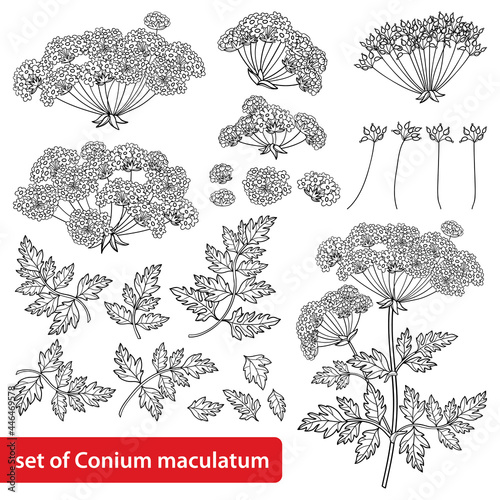 Set of outline toxic Conium maculatum or poison Hemlock bunch, leaf and seeds in black isolated on white background.