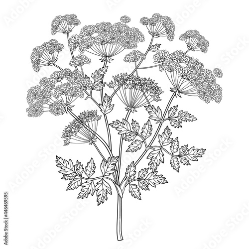 Branch of outline toxic Conium maculatum or poison Hemlock bunch, leaf and seeds in black isolated on white background. photo