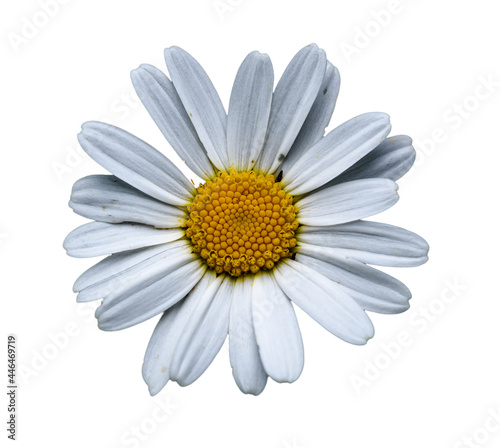 detail on white flower of ox-eye, oxeye, or dog daisy, marguerite (Leucanthemum vulgare)