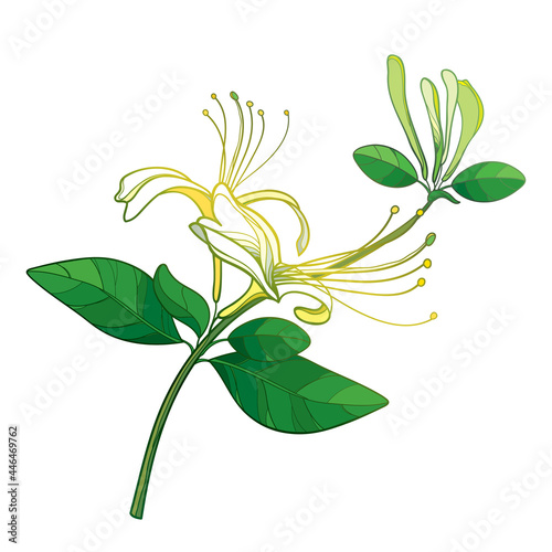 Bunch of outline Japanese Honeysuckle with flower, bud and leaf in pastel yellow and green isolated on white background.  photo