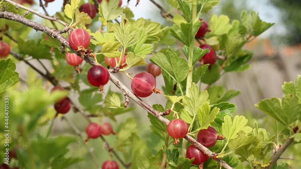 Ripe gooseberries hang on a branch. Close-up of nature.
Ripe gooseberries hang on a branch. Close-up of nature.