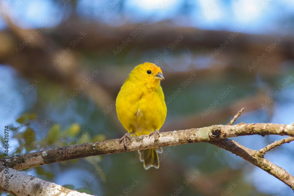 Earth Canary, Yellow Canary, perched isolated in selective focus with background blur.