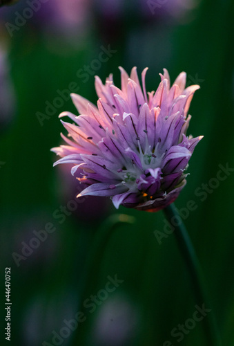 chives blooming at sunset purple nature background