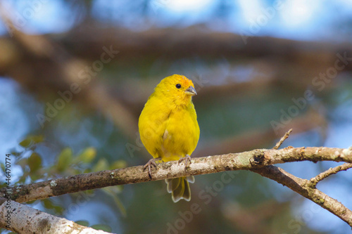 Earth Canary, Yellow Canary, perched isolated in selective focus with background blur.