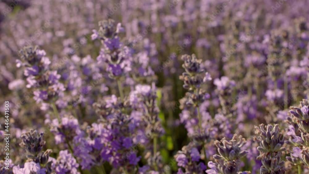 Honey Bee on fragrant Lavender flower. Honeybee working on Growing Lavender Flowers field. Slow motion. Blooming Violet fragrant lavender flowers on a field. 4K