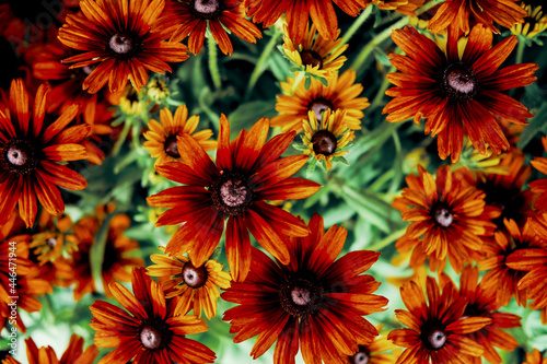 Black Eyed Susan Flowers