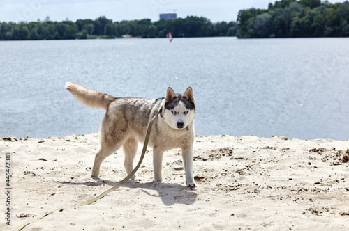 Siberian Husky on a beach. Husky dog on nature walk