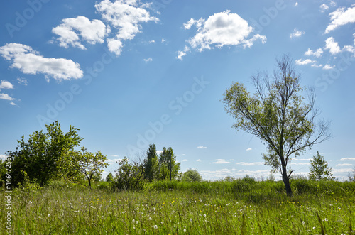 Bright summer forest against the sky and meadows. Beautiful landscape of green trees and blue sky background