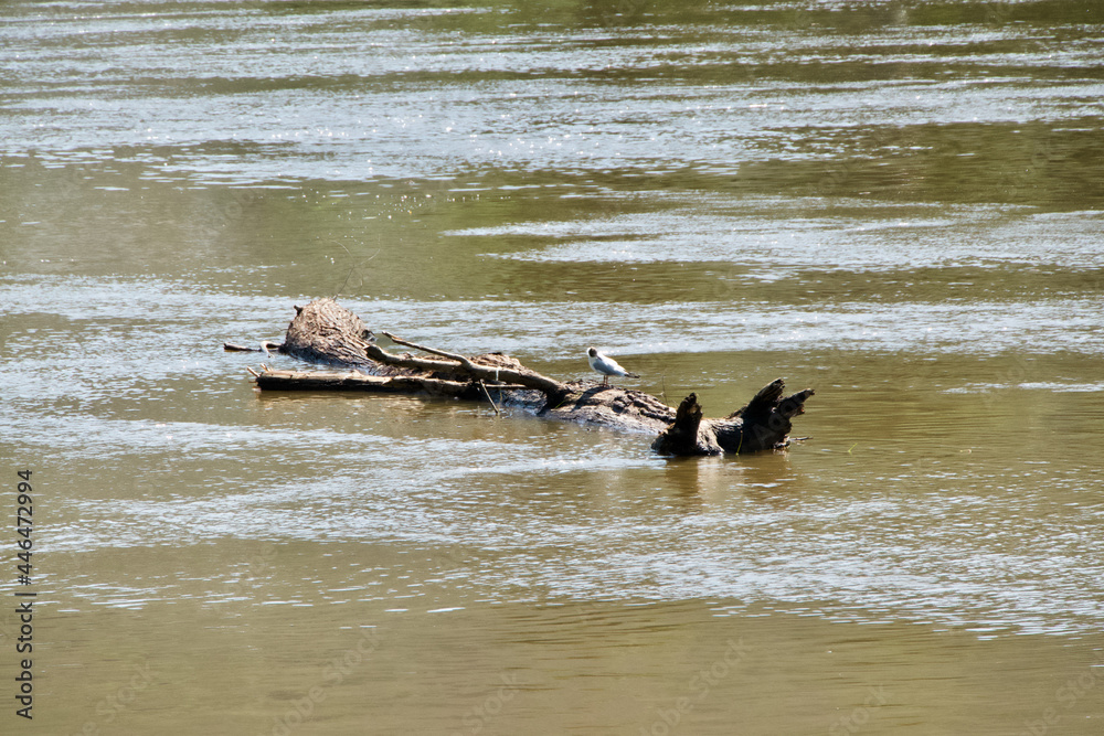 Driftwood with a gull after flood Driftwood with a gull after flood