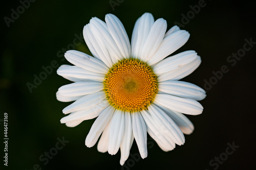 close up on a daisy flower