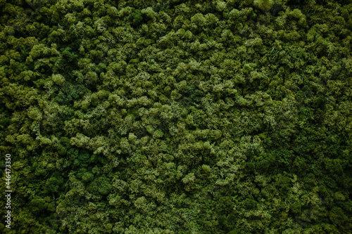 Wall of natural moss background texture, decor for rooms and offices