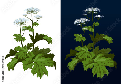 Toxic hogweed plant. Cow-bream. Heracleum plant. Heracleum Sosnowski full size isolated on white vector illustration.