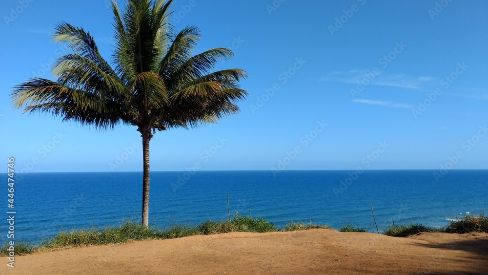 palm tree on the beach viewpoint and sea itacarezinho bahia brazil